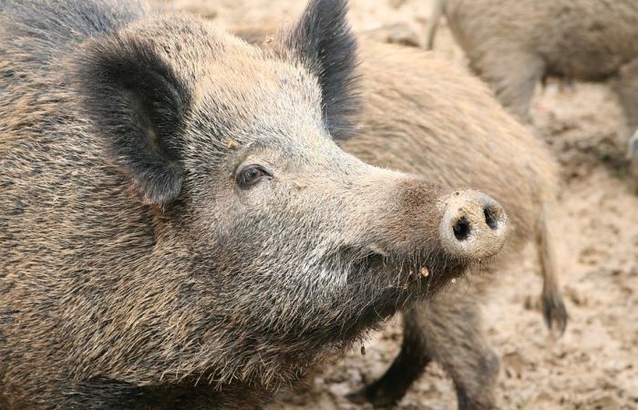 Divlje svinje lutaju ulicama Novog Sada