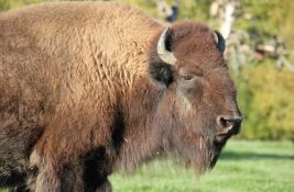 Muškarac šutnuo bizona i povredio se, pa uhapšen