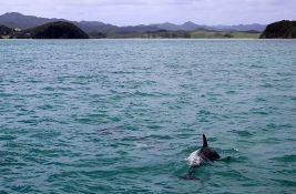 Više od 200 delfina se nasukalo na Krimu ove godine, samo njih devet preživelo