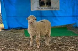 VIDEO: Prva genetski modifikovana ovca u Indiji napunila godinu dana