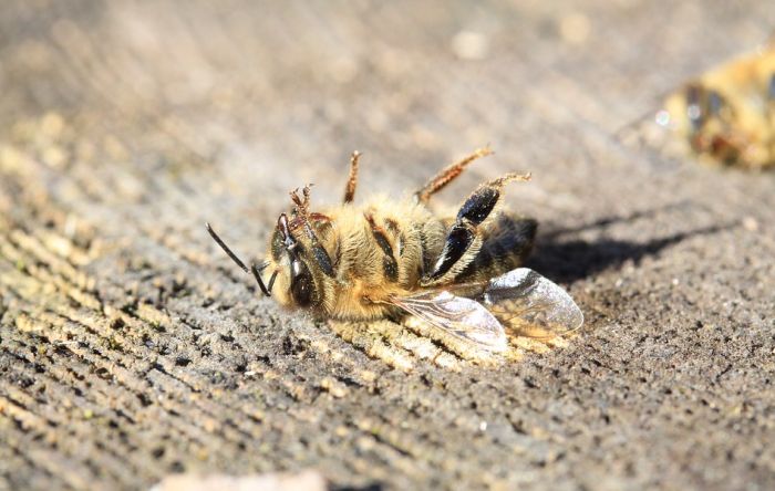 Pomor pčela u Pomoravlju zbog nepropisnog korišćenja pesticida