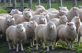 Ovce u Grčkoj upale na farmu kanabisa i pojele 100 kg biljke
