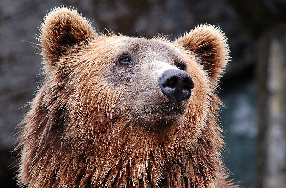 Aljaska: Spasen nakon što je nedelju dana odbijao napade medveda
