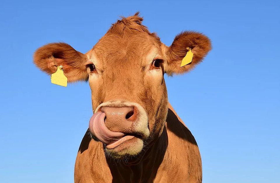 U Holandiji potvrđen slučaj kravljeg ludila, može da izazove smrt kod ljudi koji jedu zaraženo meso