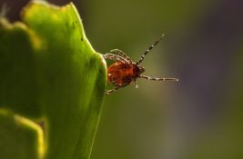 Pedijatri u domovima zdravlja imaju pune ruke posla zbog BRNU virusa i ujeda krpelja