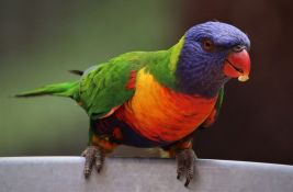 Srbija žarište šverca ptica: Papagaji vrede kao kokain