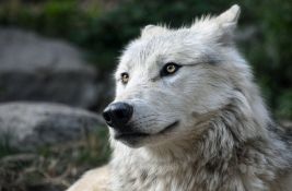 Evropskom vuku preti izumiranje zbog porasta broja hibridnih vukova