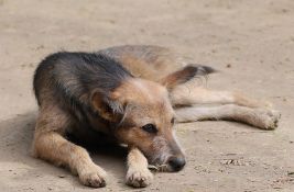 Odvezeni u prihvatilište: Sa ulica Novog Sada za godinu dana sklonjeno 2.500 pasa i mačaka