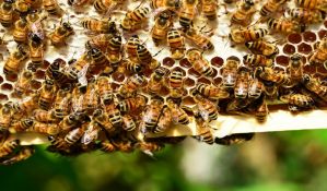 Vrbas: Pčelari traže odštetu za masovno trovanje pčela