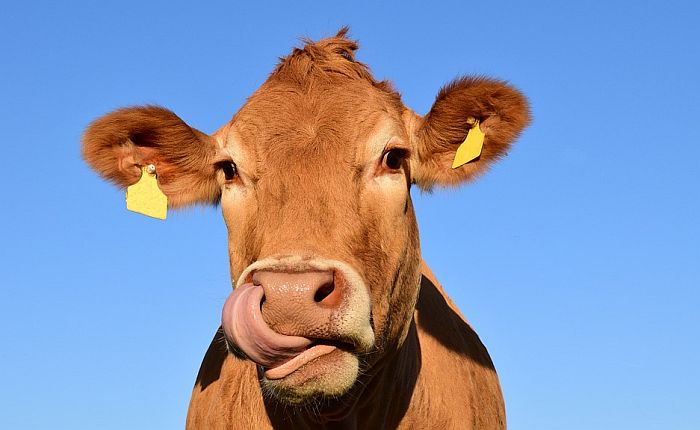 FOTO: Brushalterom štite kravu od mastitisa
