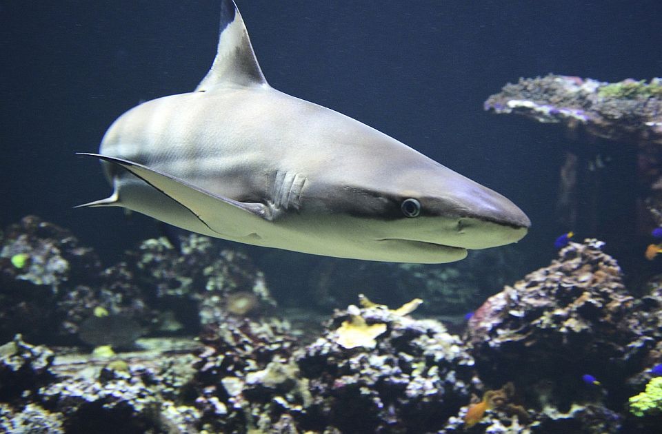 Ajkula teško povredila morskog biologa kod Kostarike