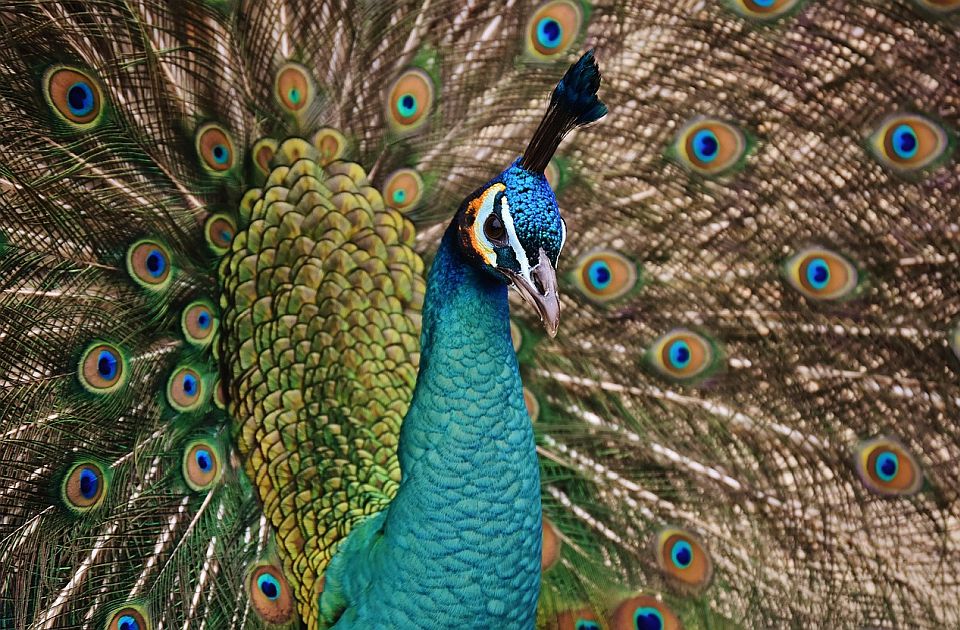 Muškarac na Floridi pojeo sopstvene paunove iz inata - samo da ih komšinica ne bi hranila