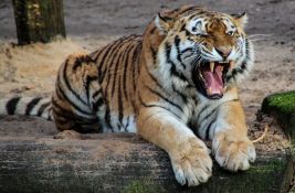 Tigar u japanskom safari parku napao trojicu čuvara, jednom otkinuo ruku