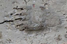 FOTO Mrki medved u Vojvodini: Tragovi pronađeni u Obedskoj bari