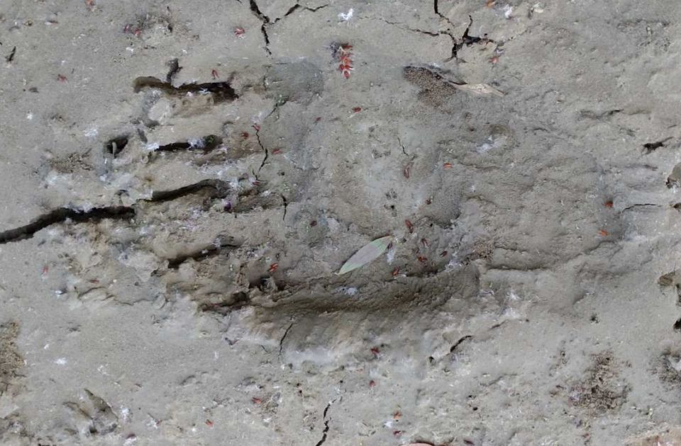 FOTO Mrki medved u Vojvodini: Tragovi pronađeni u Obedskoj bari