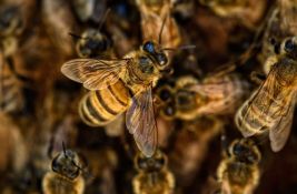 Matice pčela imaju uznemirujući način da prežive pesticide