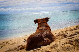 Ako letujete sa ljubimcem: Pet friendly plaže u Crnoj Gori, Grčkoj i Hrvatskoj 