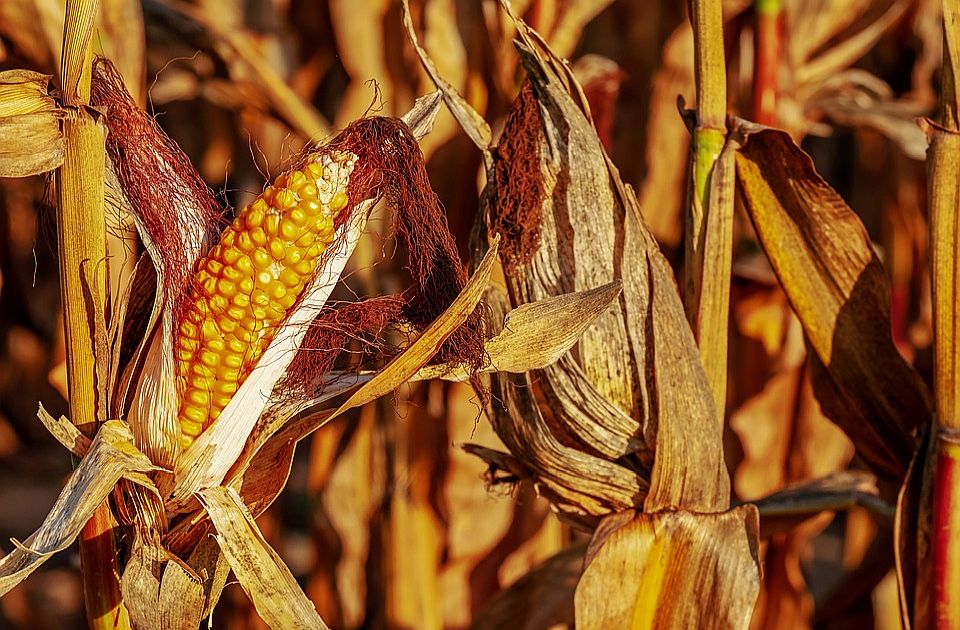 Suša već umanjila prinos kukuruza, soje i suncokreta