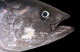 Porodica iz Crne Gore upecala tunu tešku 266 kilograma