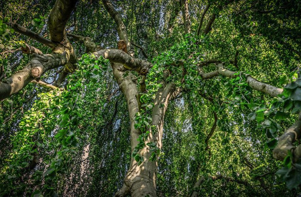 VIDEO: Jedinstvena kuća u Srbiji - na krovu pravi park sa velikim brojem stabala