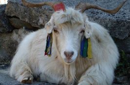 Naučnici uspeli da kloniraju tibetanske koze