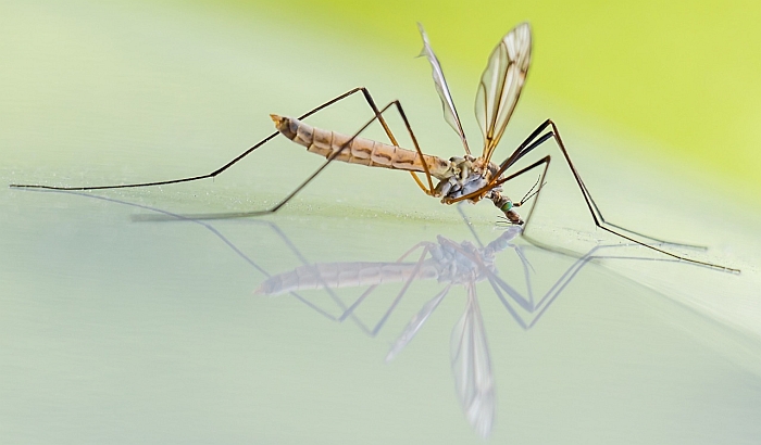 Od subote novi tretmani protiv komaraca u Novom Sadu
