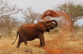 Slon usmrtio turistu u nacionalnom parku u Ugandi