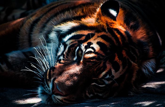 Ubijen tigar koji je pobegao iz cirkusa