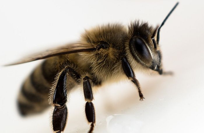 VIDEO: Ogroman roj pčela paralisao saobraćaj u Londonu