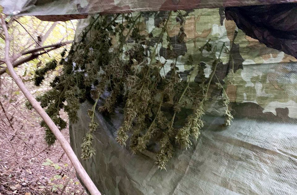 FOTO: Uzgajao marihuanu u ataru Sremskih Karlovaca