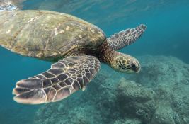 Morske kornjače napale kupače u Hrvatskoj: 