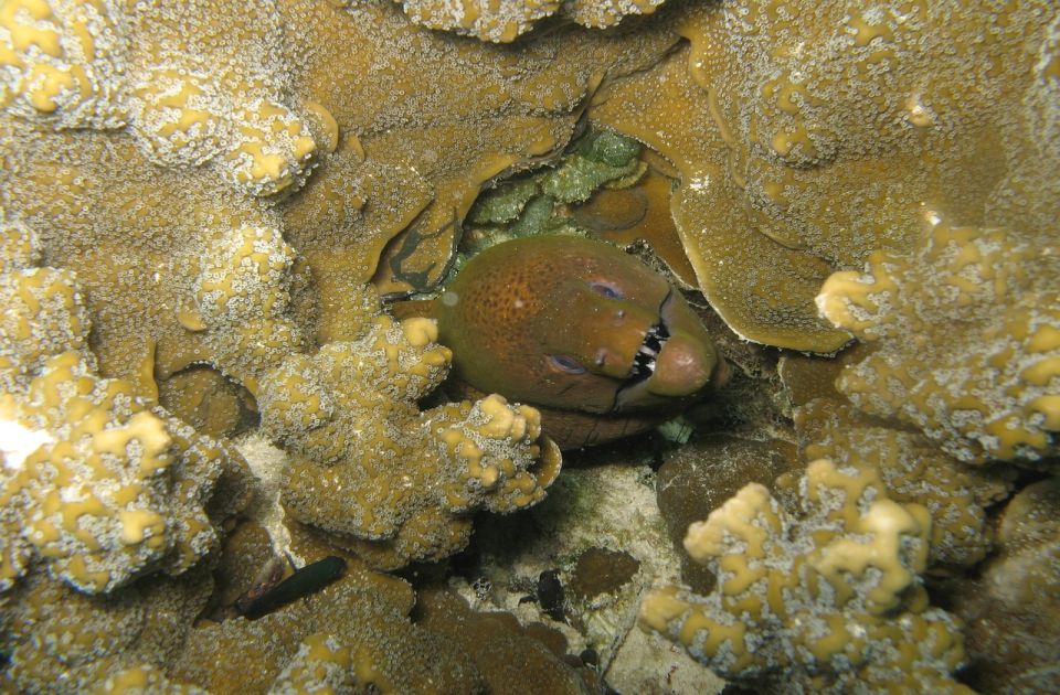 Ovo su opasne životinje u Jadranu kojih se treba kloniti