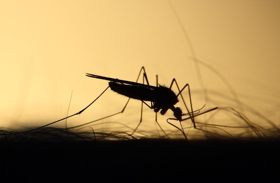 Komarci u Beogradu zaraženi virusom Zapadnog Nila