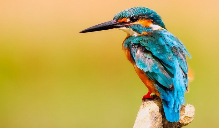Studija: Ptice na većim nadmorskim visinama imaju gušće perje