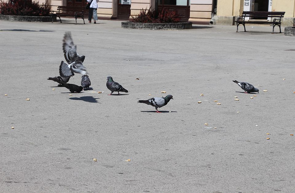 Novosadski golubovi nisu oduvek tu: Kako su dospeli u centar grada?