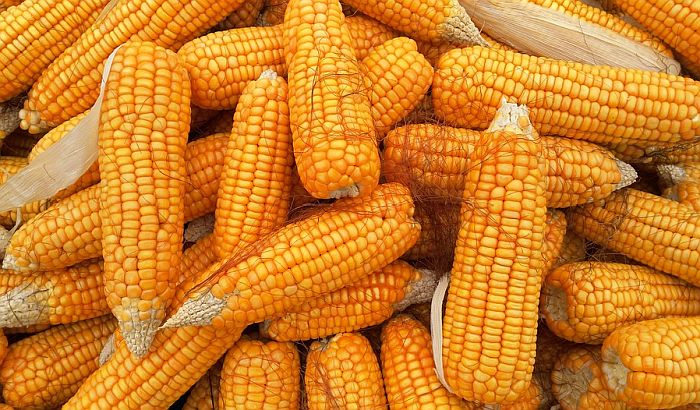 Dogovoren izvoz kukuruza u Kinu