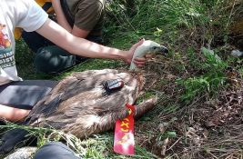 Rajka odletela do Afrike