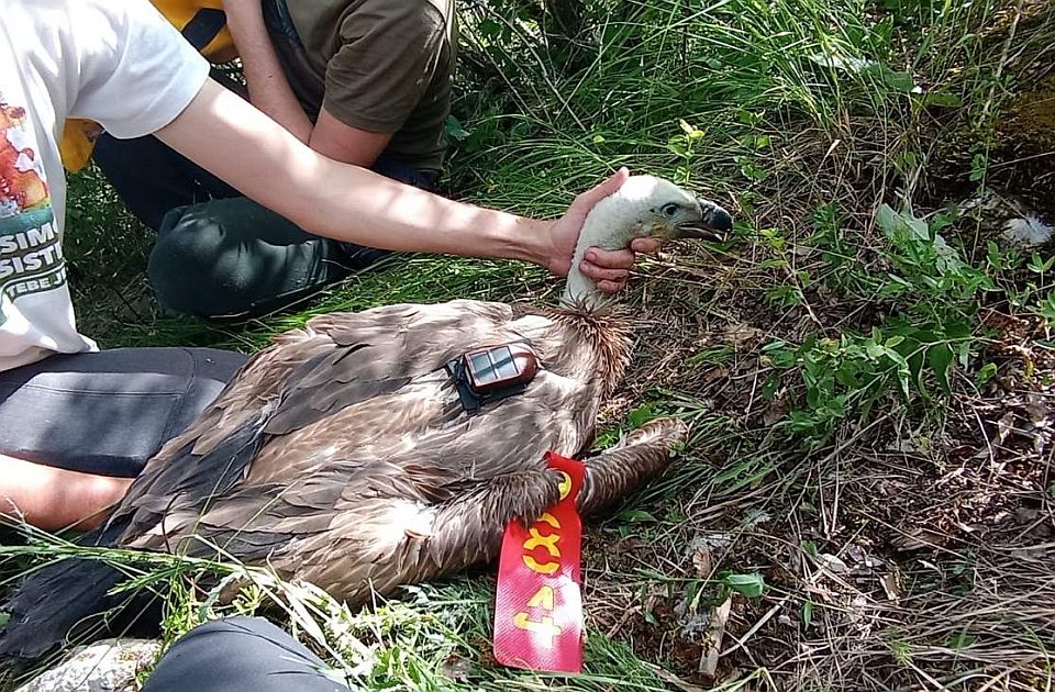 Rajka odletela do Afrike