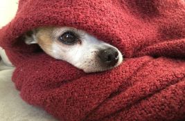 Nemačka policija zatvorila auto-put kako bi spasila povređenog psa