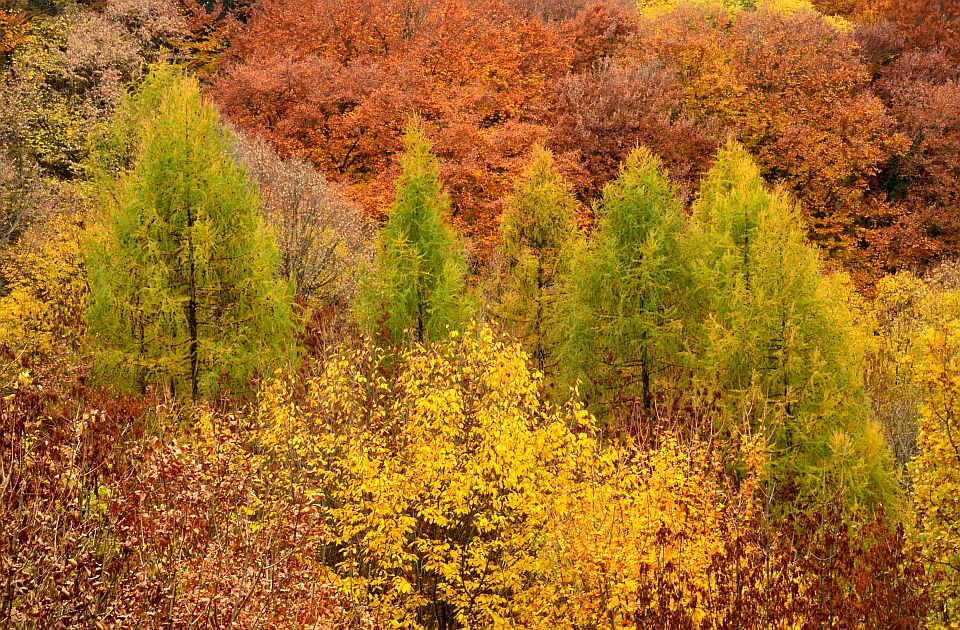 Jesenja dobrotvorna šetnja u nedelju na Fruškoj gori