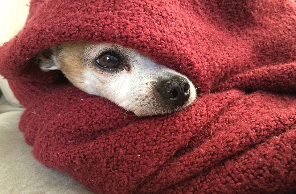 Nemačka policija zatvorila auto-put kako bi spasila povređenog psa