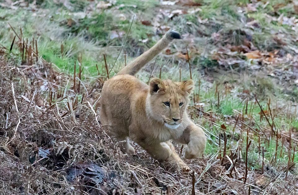 WWF: Odbegli lav u Budvi ukazuje na problem krijumčarenja životinja