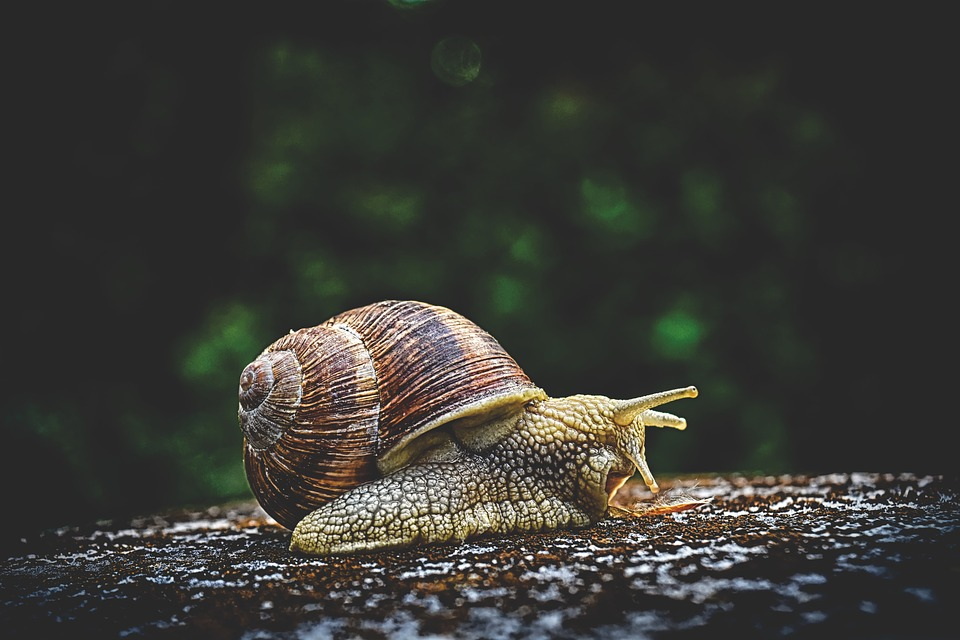 Sapun od puževe sluzi ima snažna 