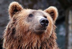 Turista traži odštetu od 15.000 dolara zbog medveda u kanti za smeće