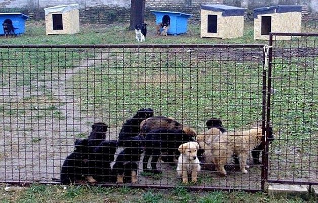 "Zoohigijena" dodelila posao od 19 miliona "firmi koja obećava"