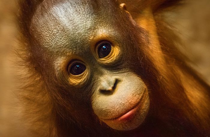 Najmanje 30 majmuna stradalo u požaru u nemačkom zoo vrtu