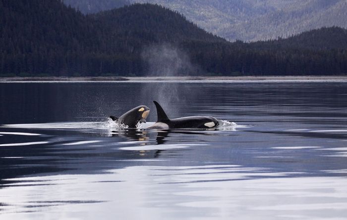 Orke doplivale sa Islanda do Sicilije, biolozi još ne znaju zašto