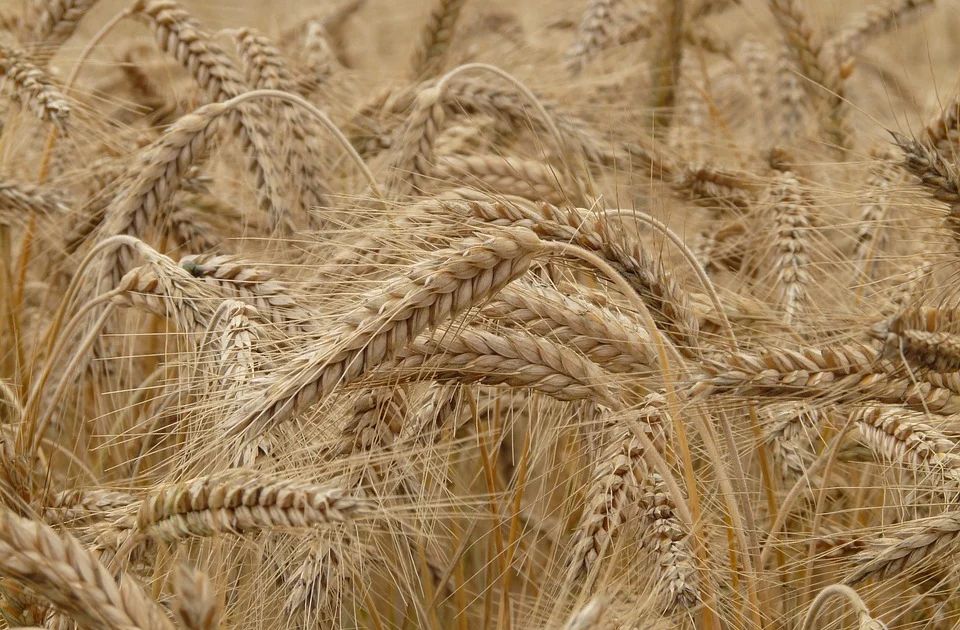 U Srbiji više pšenice, soje, repe, suncokreta, manje kukuruza, malina, višanja...