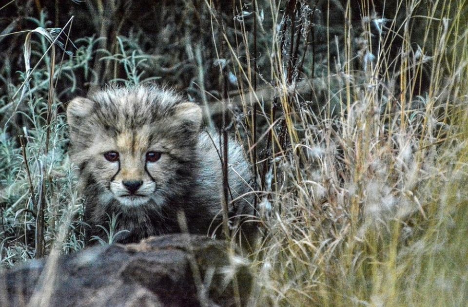 VIDEO: U Indiji posle 70 godina rođena četiri mladunca geparda 