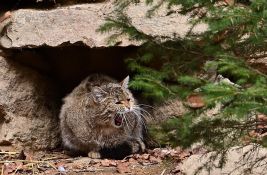 Novi Zeland najavio da će istrebiti divlje mačke